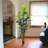 Dracaena Marginata Plant-282626942