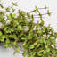 Mini couronne d'eucalyptus 22 po