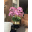 Orchidée Roberi dans un pot à fleurs-96223304