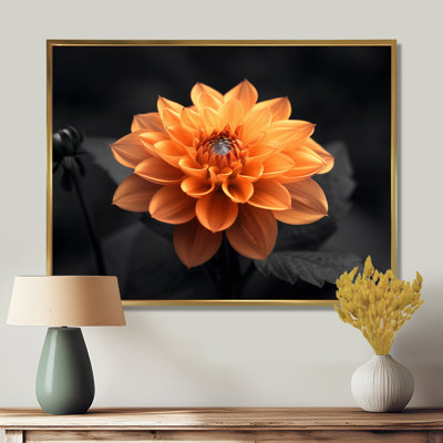 Dahlia noir et jaune en photo monochrome - art mural Dahlia