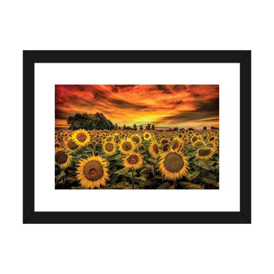 «Tuscany Sunflowers Field» - reproduction