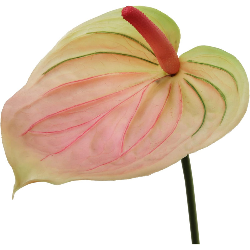 Anthuriums