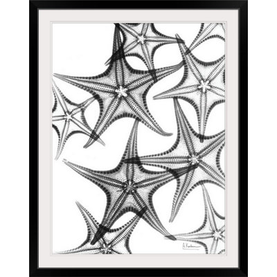 X-Ray Starfish Coastal