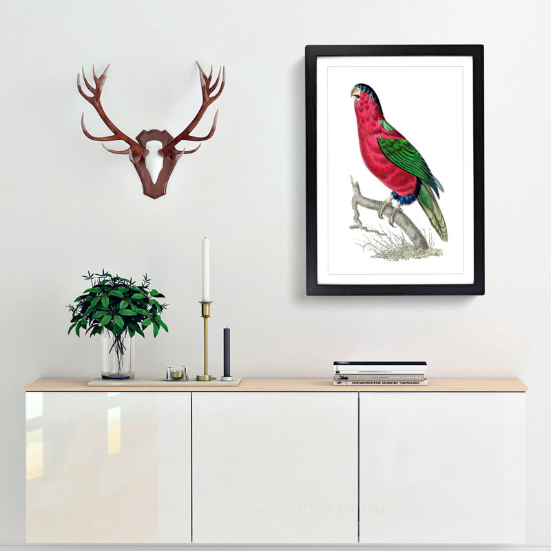 Crimson Parakeet by George Shaw - Framed Print, 36cm H x 27cm W x 2cm D, Black Framed