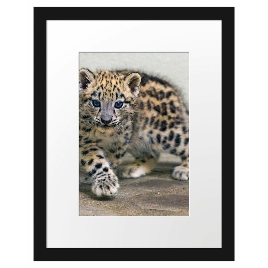 Gerahmter Fotodruck Proud Leopard Cub