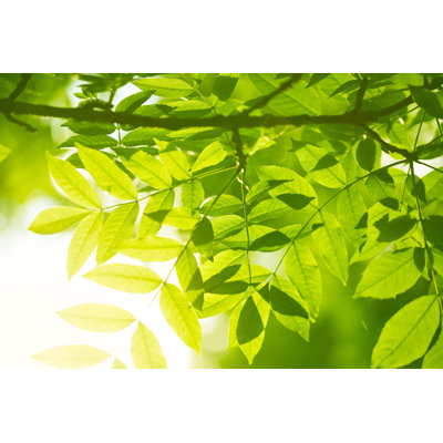 Feuilles vertes par Jeja
