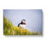 Lone Atlantic Puffin - Wrapped Canvas-55365125