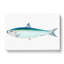 Pilchard Fish by Edward Donovan - Wrapped Canvas-55325007