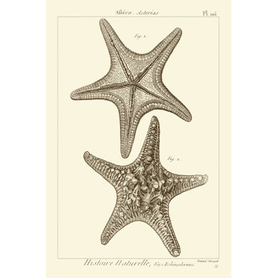 'Striking Starfish II' - Graphic Art Print