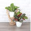 Live Prayer Plant Set in Classic Pots-78391163