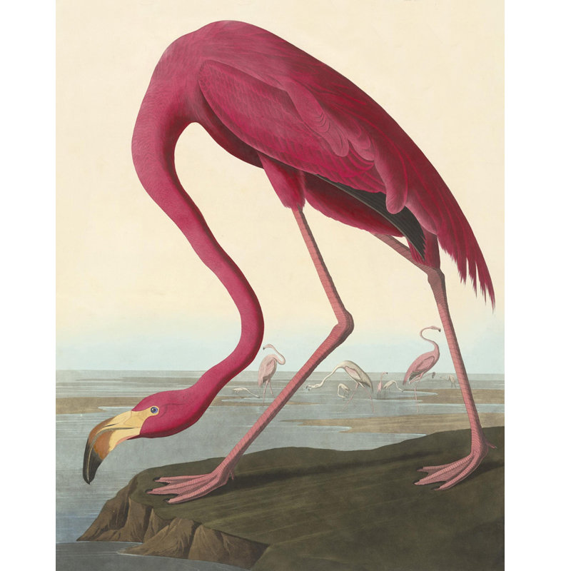Flamant américain