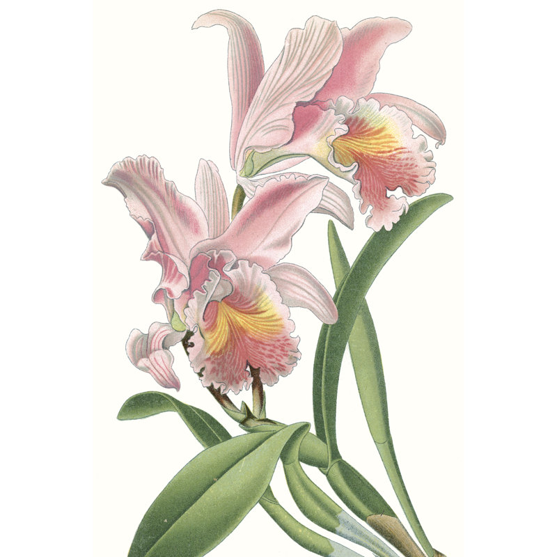 Floral Beauty IX - Painting Print, Wrapped Canvas, 46cm H x 30cm W