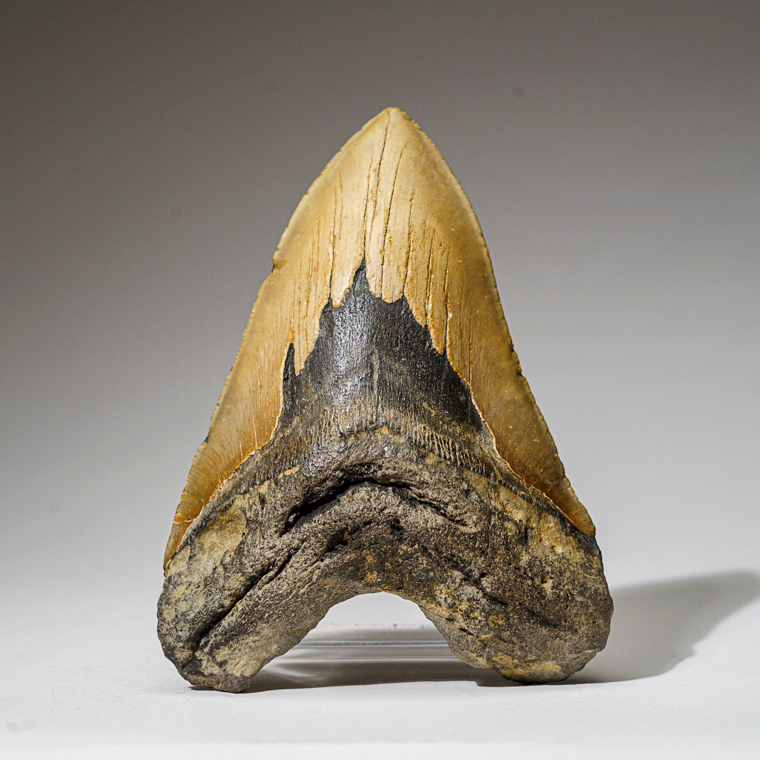 Astro Gallery of Gems Genuine Megalodon Shark Tooth In Display Box (345 ...