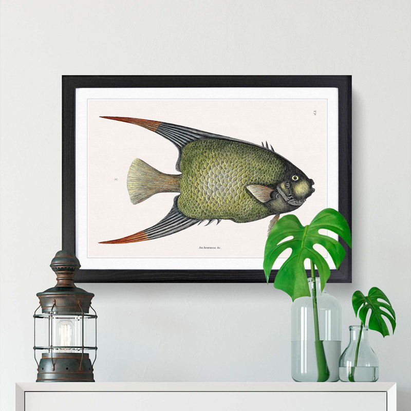 Angel Fish by Mark Catesby - Single Picture Frame Painting, 33cm H x 45cm W x 2cm D, Black Framed