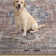 Kuhlman Oriental Machine Washable Rust/Orange Area Rug