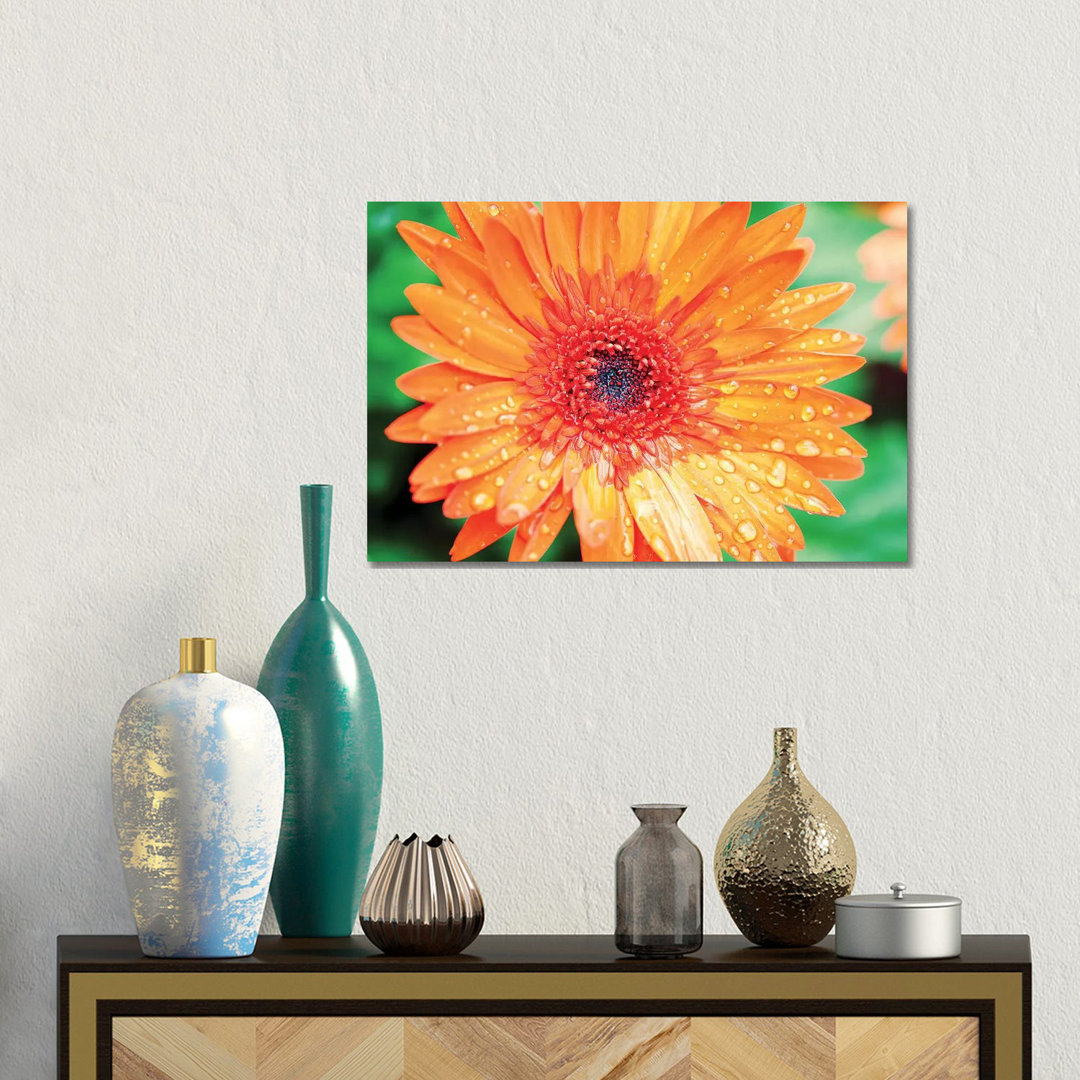 Orange Gerbera von Susan Bryant - Giclée auf Leinwand ohne Rahmen Galerieverpackt