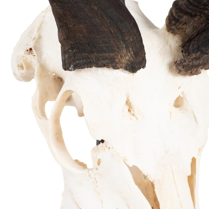 Mounted Kudu Skull, 36" H x 21" W x 10" D