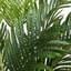 Artificial Real touch Areca Phoenix palm tree in Pot-292156556
