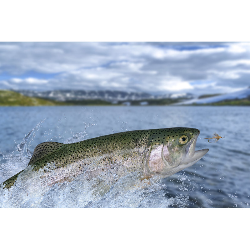 Helmuth Trout Fish - Wrapped Canvas Print, 30cm H x 46cm W x 3.8cm D
