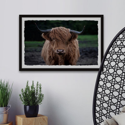 " Staring Bull "