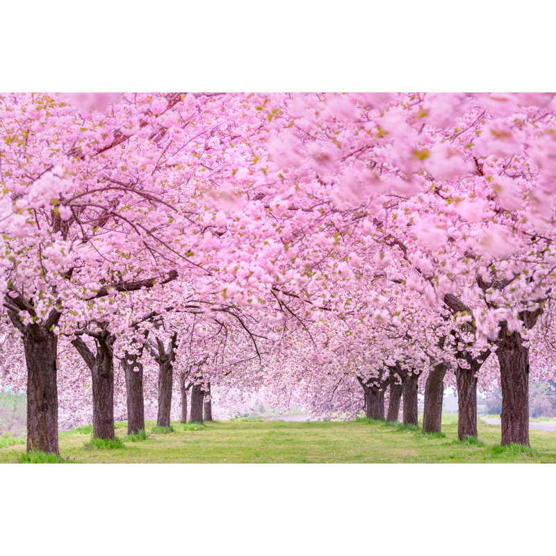" Cherry Tress Blooming, Pink, Rows ", 16" H x 24" W x 1.5" D