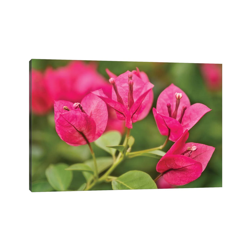 Pink Flowers - Wrapped Canvas Print, 20.32cm H x 30.48cm W x 1.905cm D