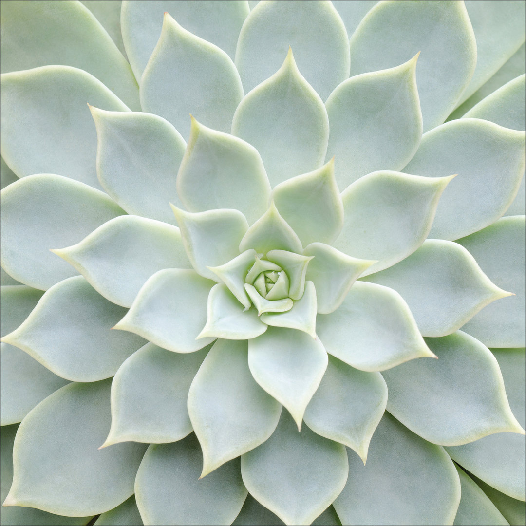 Echeveria II – Druck ohne Rahmen auf Floatglas