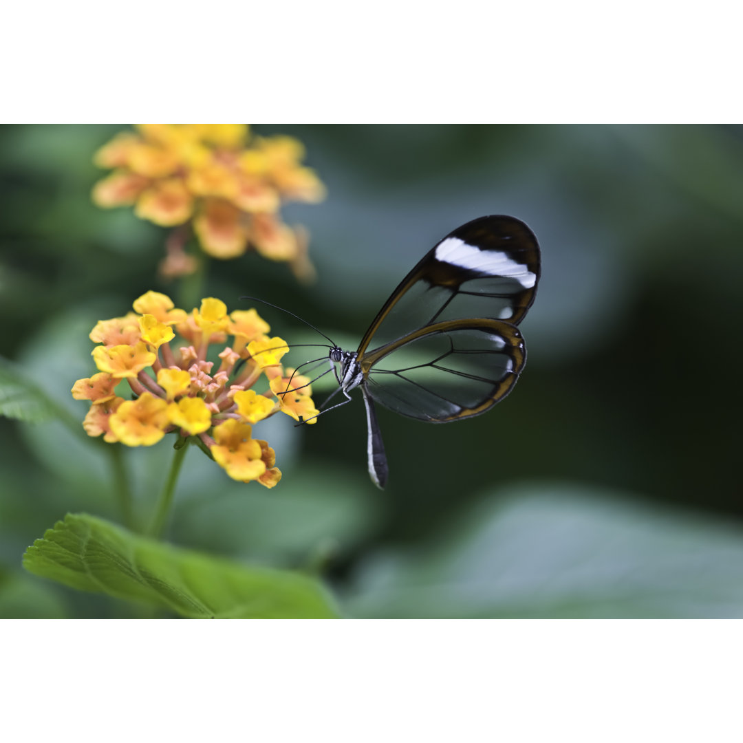 Glasflügel Schmetterling Greta Oto von SteveStone - Leinwandbild