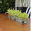 Driftwood Cymbidium Orchids Centerpiece in Glass Planter-1216674910-1216674911