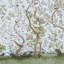Ensemble de panneaux Schumacher x Mary Mcdonald Les Oiseaux-88764913