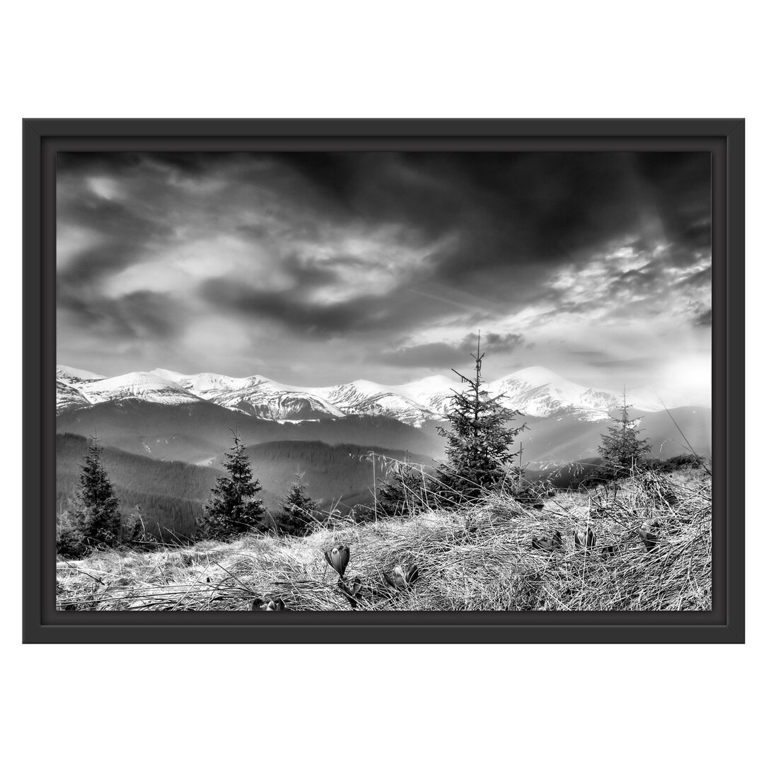 Gerahmtes Wandbild Krokusse auf Hochalmwiese in Alpen