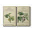 Linnaean Botany V, toile tendue avec châssis de qualité supérieure - prête à être accrochée-1296181948