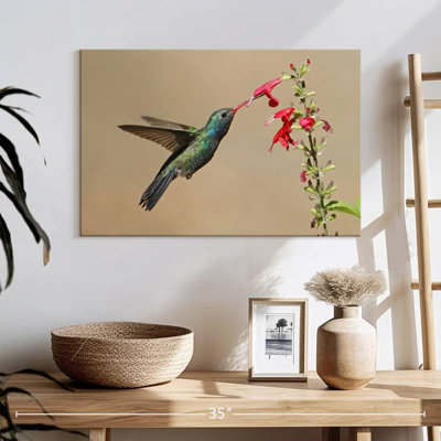 Colibri buvant du nectar à bec large