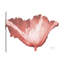 " Coral Blossom 1 " by Albert Koetsier-881097209-854452598