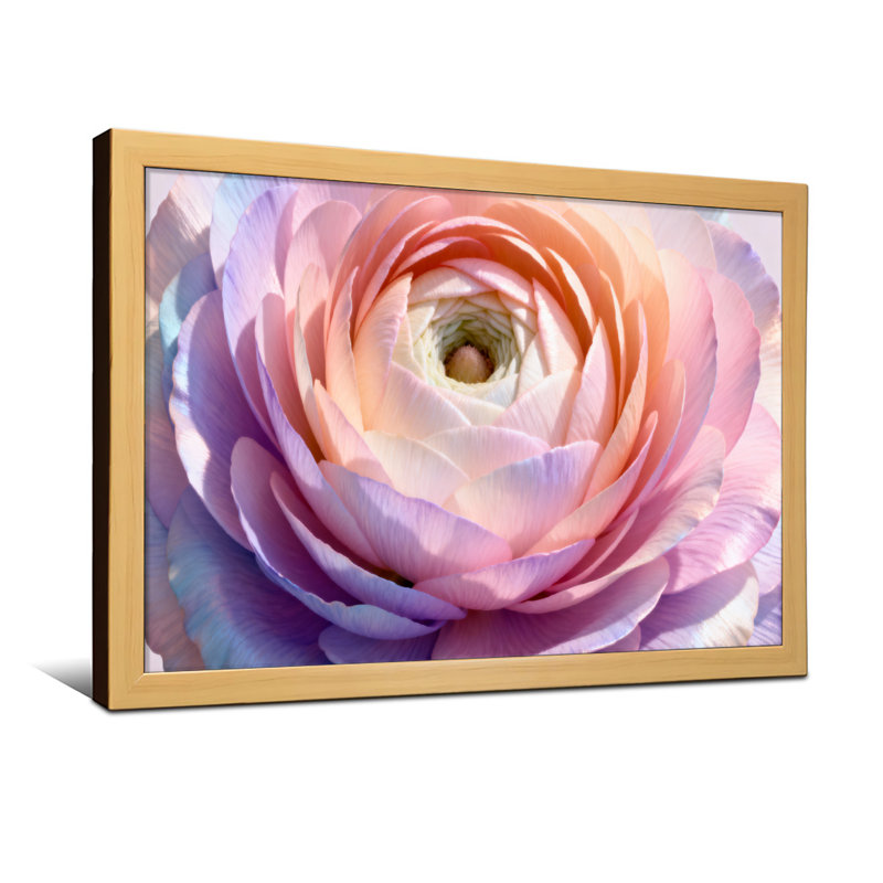 Plantes et fleurs, motif de pétales de rose arc-en-ciel pastel, Toile tendue, Ne s’applique pas, H 24 po x l 36 po