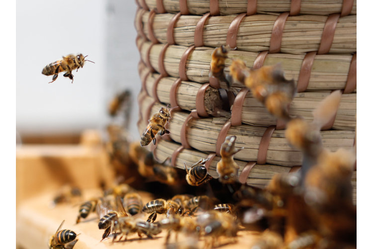 closeup of bees next to their hive