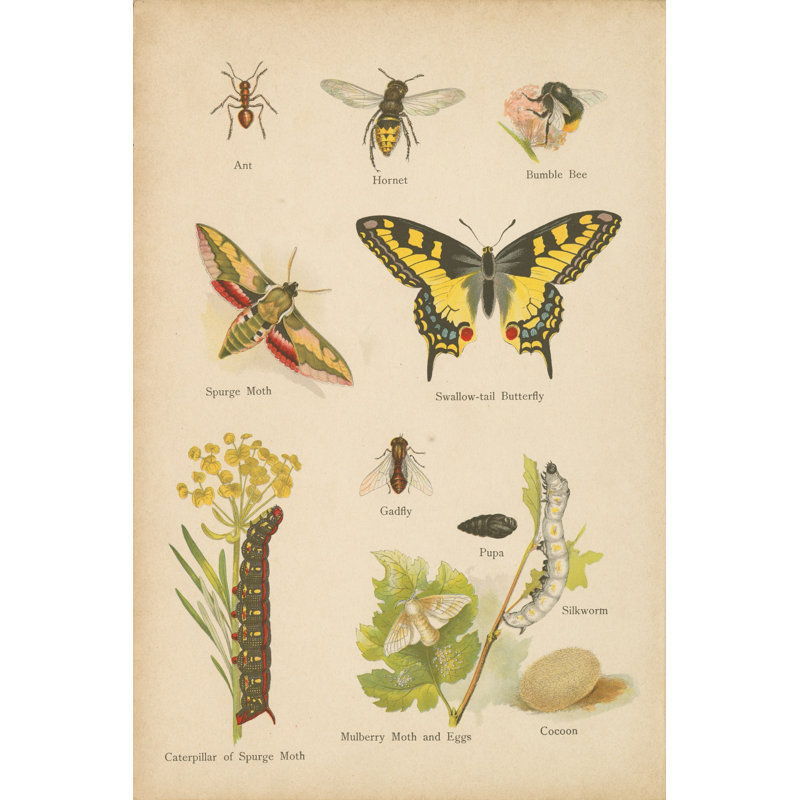 Natural History Book VI - Wrapped Canvas Print, 46cm H x 30cm W