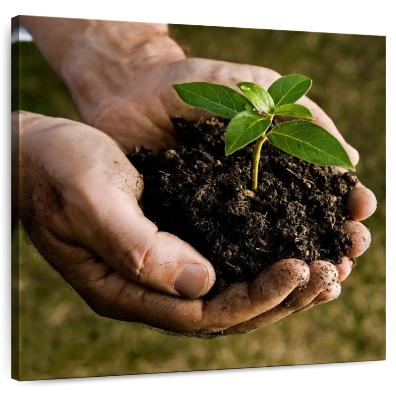 Senne New Seedling Sprouting, H 10 po x l 10 po