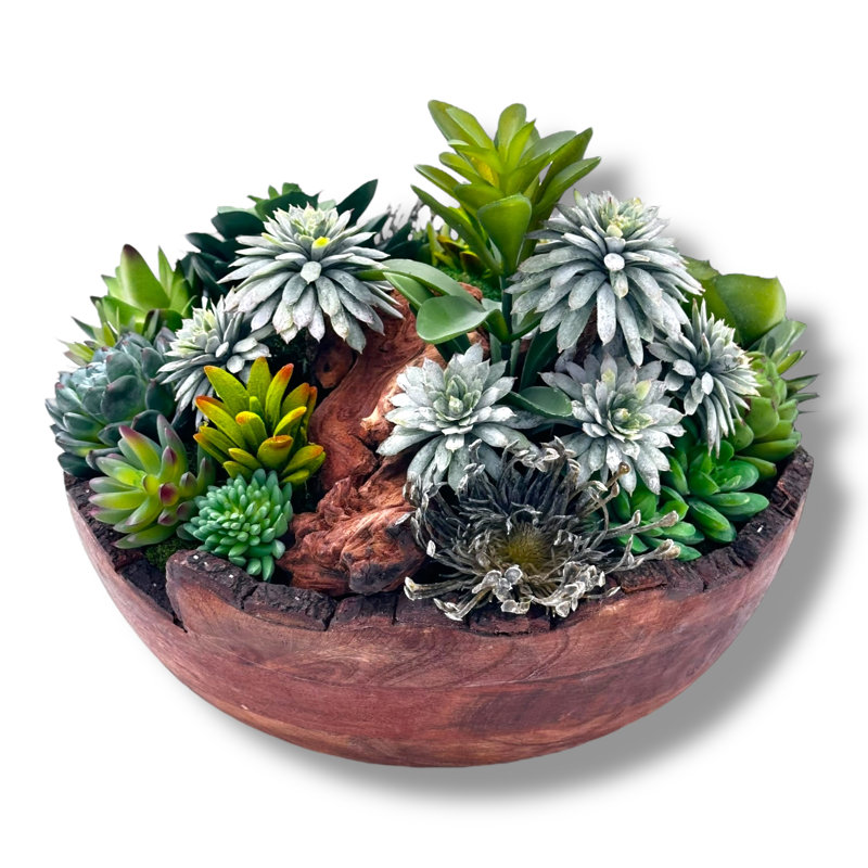 Conception succulente dans un vase circulaire en bois brun