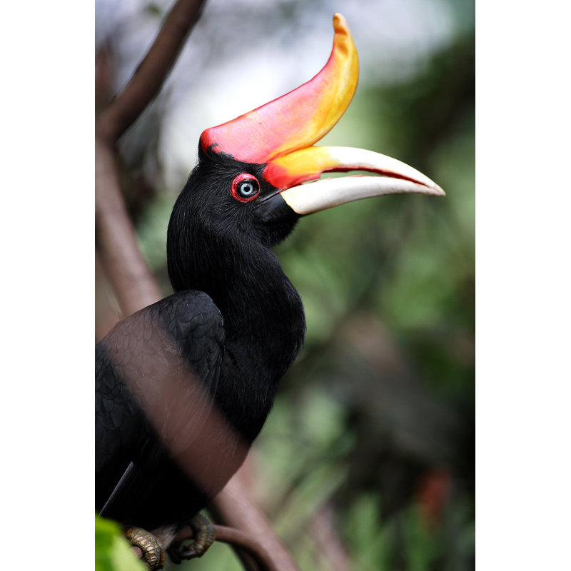 Hornbill - Photographie sur toile tendue, L 12 po x H 18 po