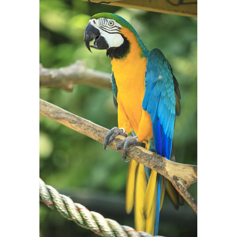 Gold And Blue Macaw - Wrapped Canvas Print, 76cm H x 51cm W x 3.8cm D
