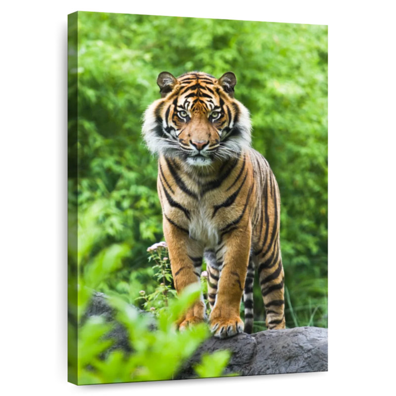 Brampt Tiger In Green Forest, 45" H x 30" W
