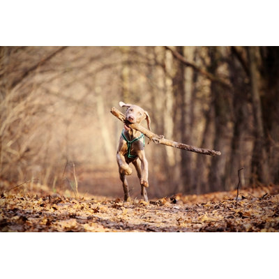 Chien jouant - Photographie sur toile tendue