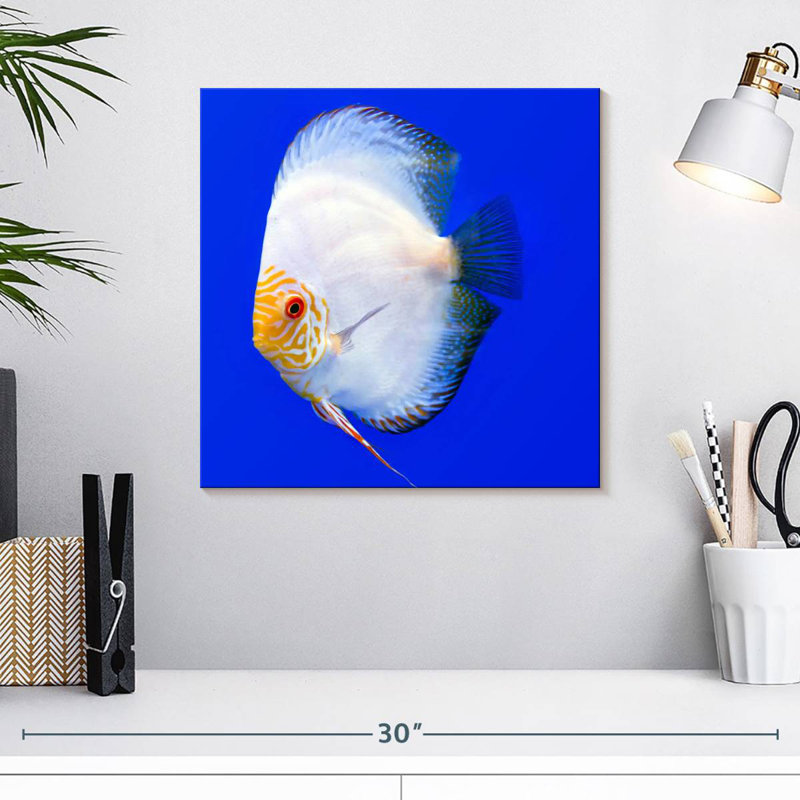 Brampt Pompadour Discus Fish, 16" H x 16" W