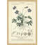 «Botanique Study in Lavender IV», reproduction d'impression encadrée-21850449