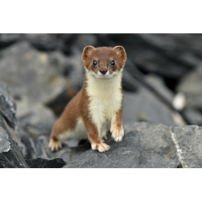 Ermine by Mlharing