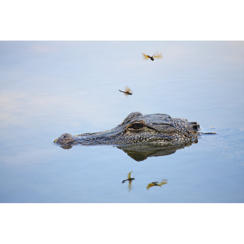 Helfrich Wild Alligator - Wrapped Canvas Print, 20cm H x 30cm W x 3.8cm D