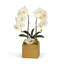 Orchid in Planter-1846719860