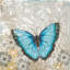 « light blue papillon » par alan hopfensperger, reproduction d’art sur toile tendue-15853817