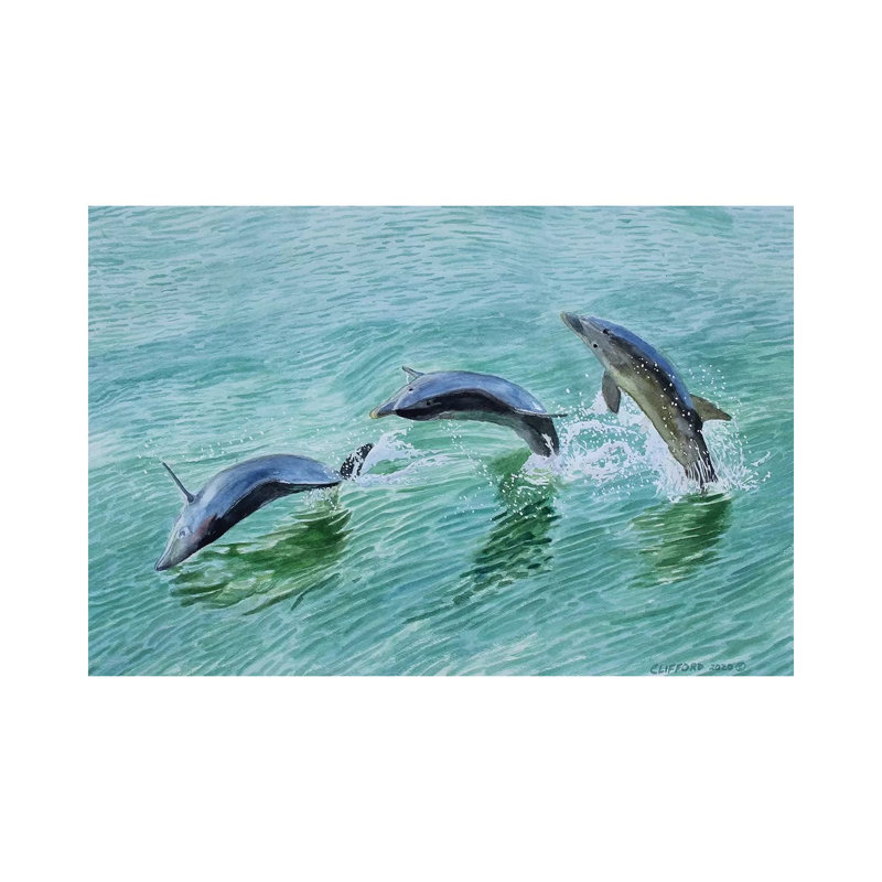 Dolphin Splash, H 8 po x l 12 po x P 0,75 po